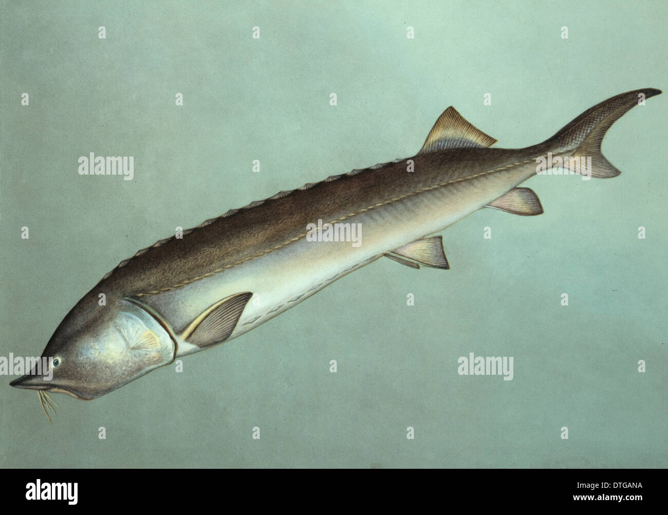 Huso huso beluga sturgeon -Fotos und -Bildmaterial in hoher Auflösung ...