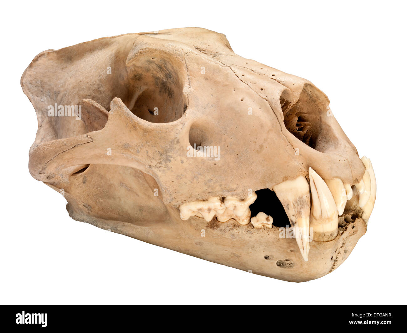 Barbary Löwe Schädel Stockfoto