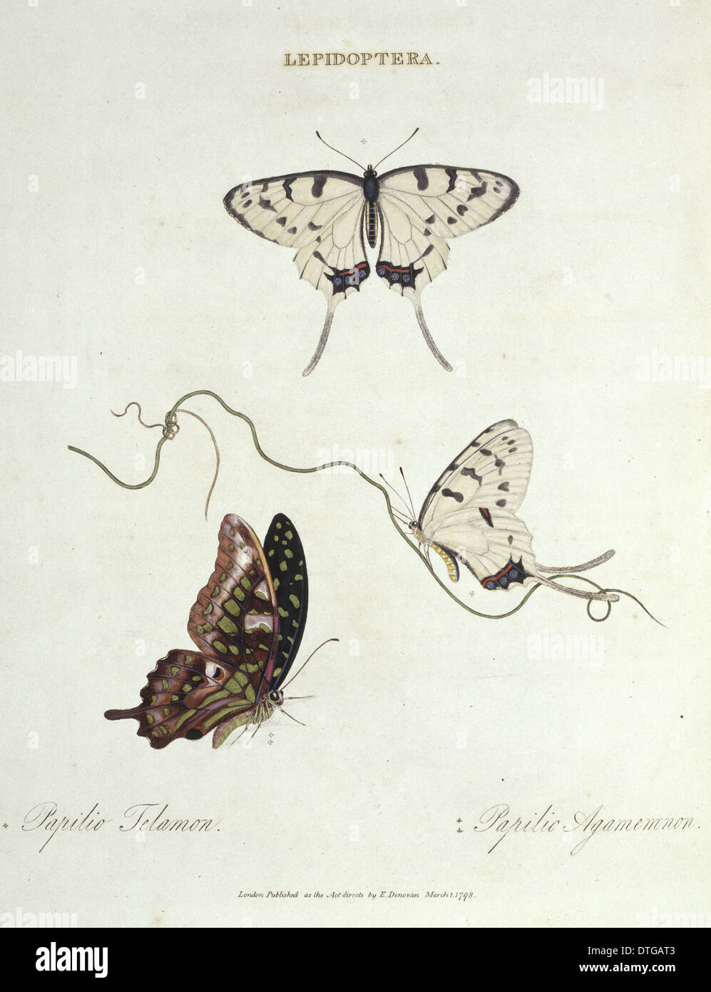 Papilio Telamon und Papilio Agamemnon, Schmetterlinge Stockfoto