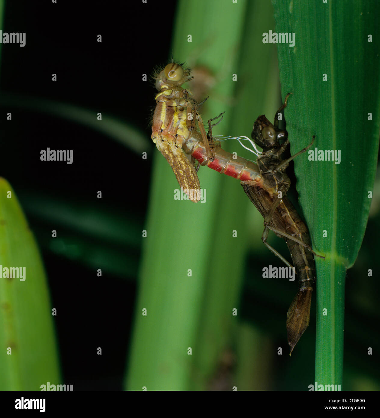 Pyrrhosoma Nymphula, große rote damselfly Stockfoto