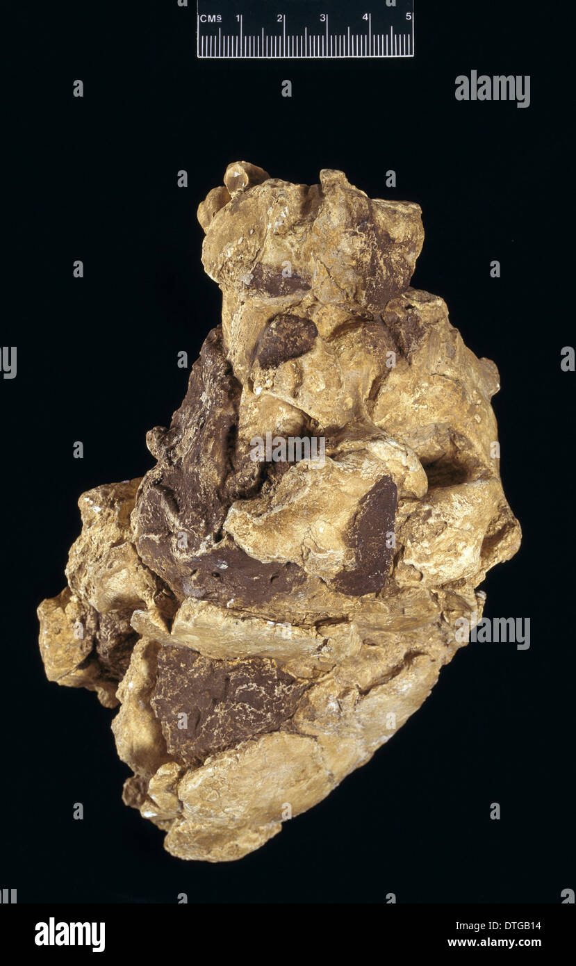 Schädel von Homo Habilis (OH24) Stockfoto