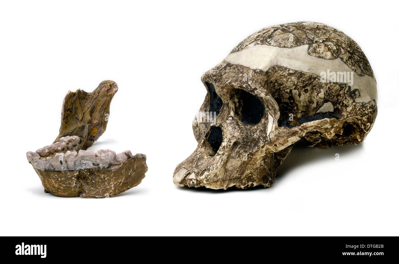 Australopithecus Africanus Schädel & Unterkiefer (Sts-5) Stockfoto