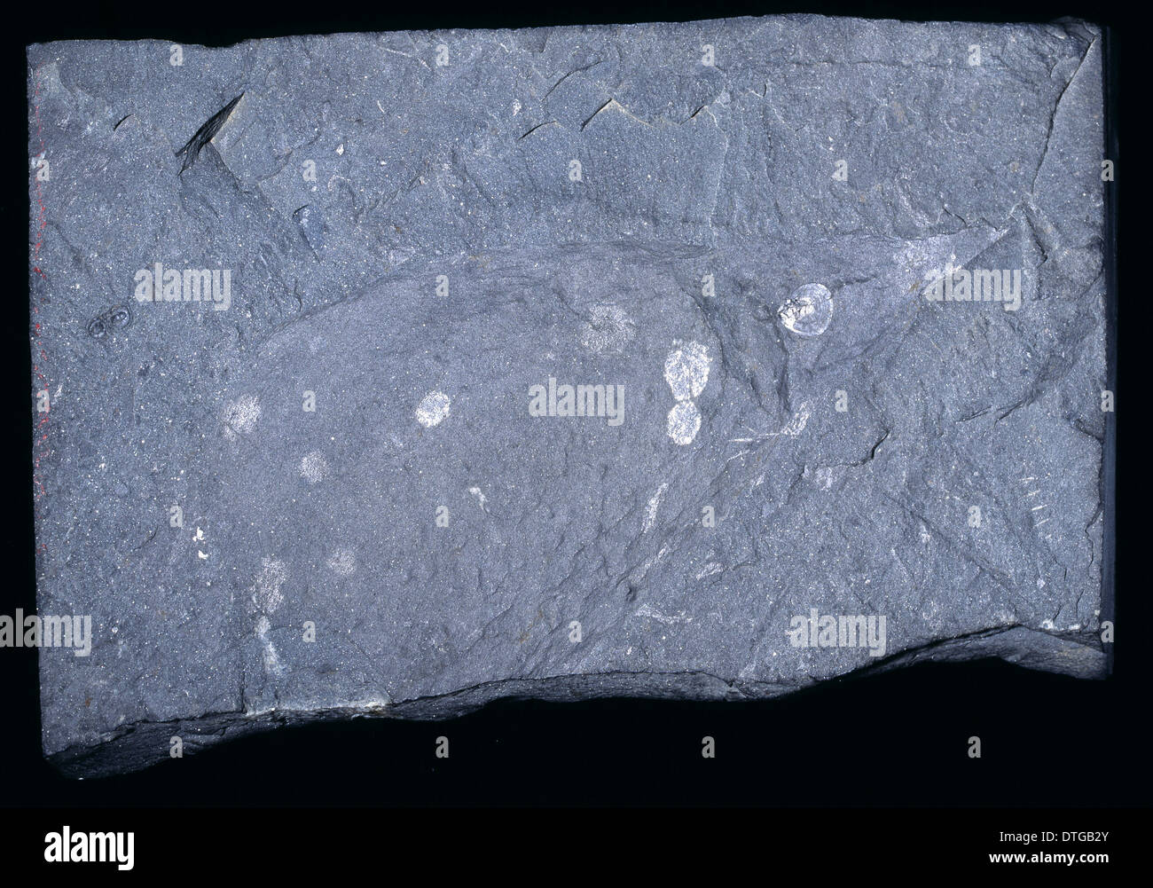 Hurdia Victoria, alten fossilen Stockfoto