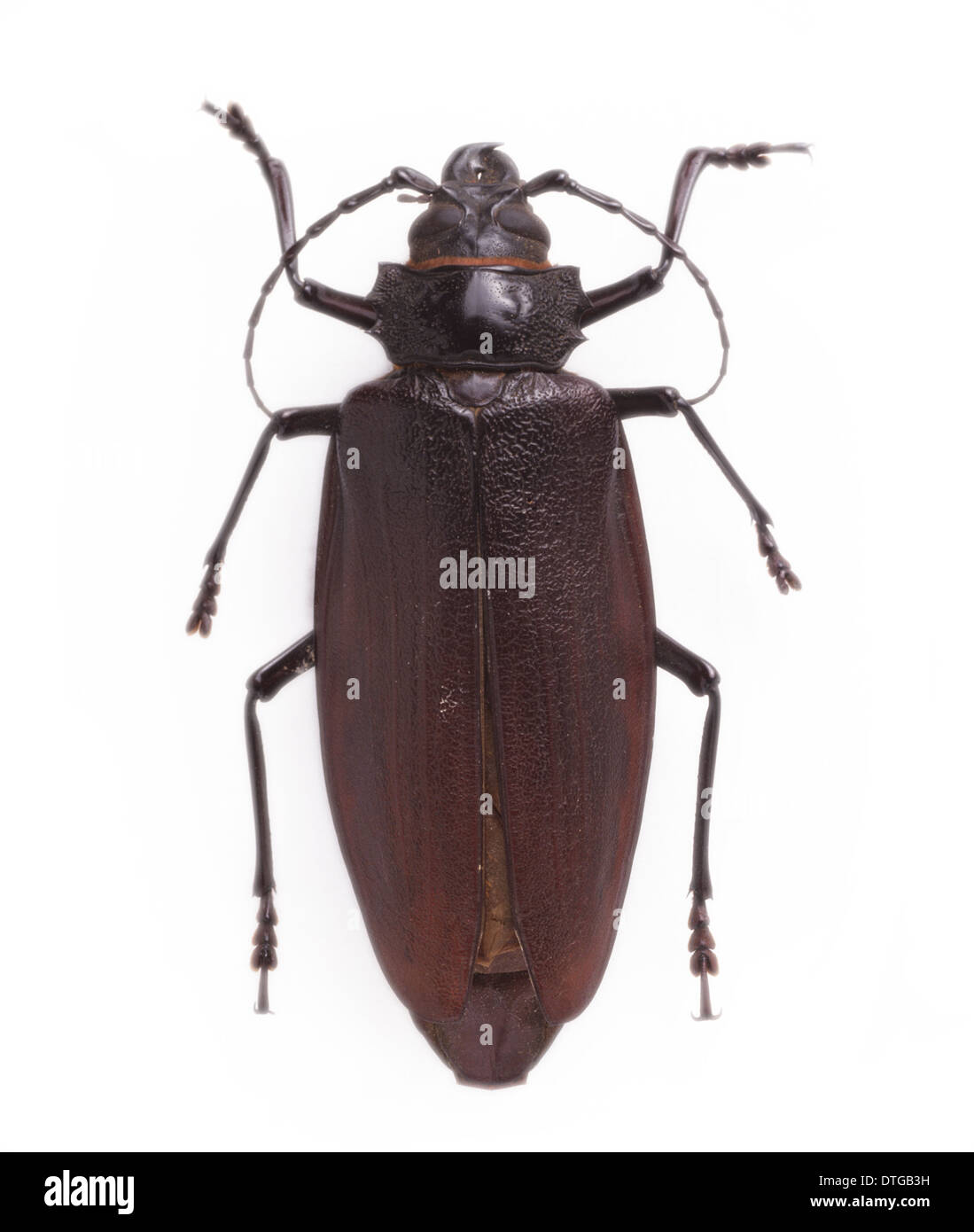 Titanus Giganteus L., südamerikanische Longhorn beetle Stockfoto