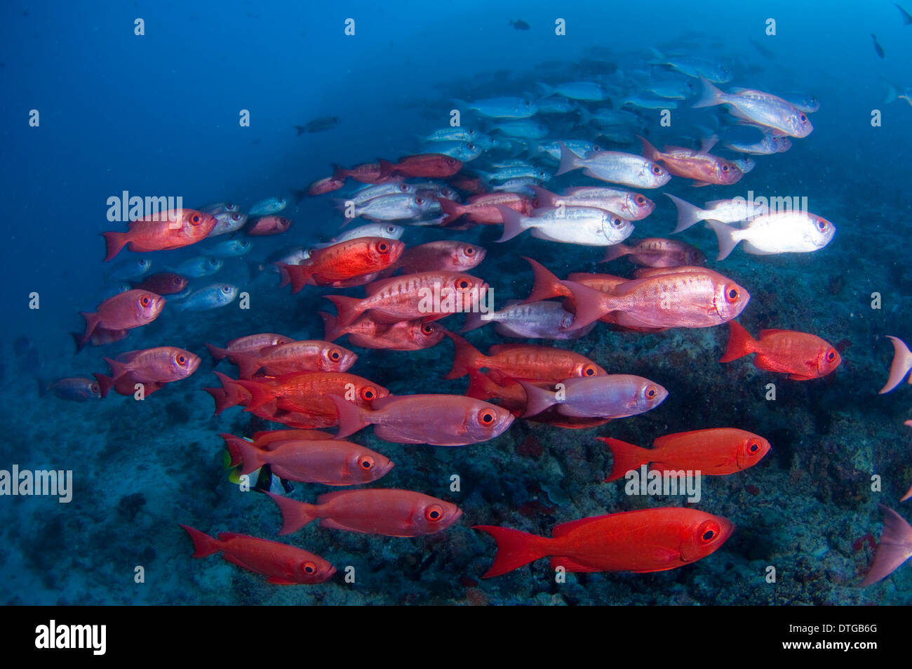 Schule der Halbmond-Tail Bigeye, Priacanthus Hamrur, Malediven Stockfoto