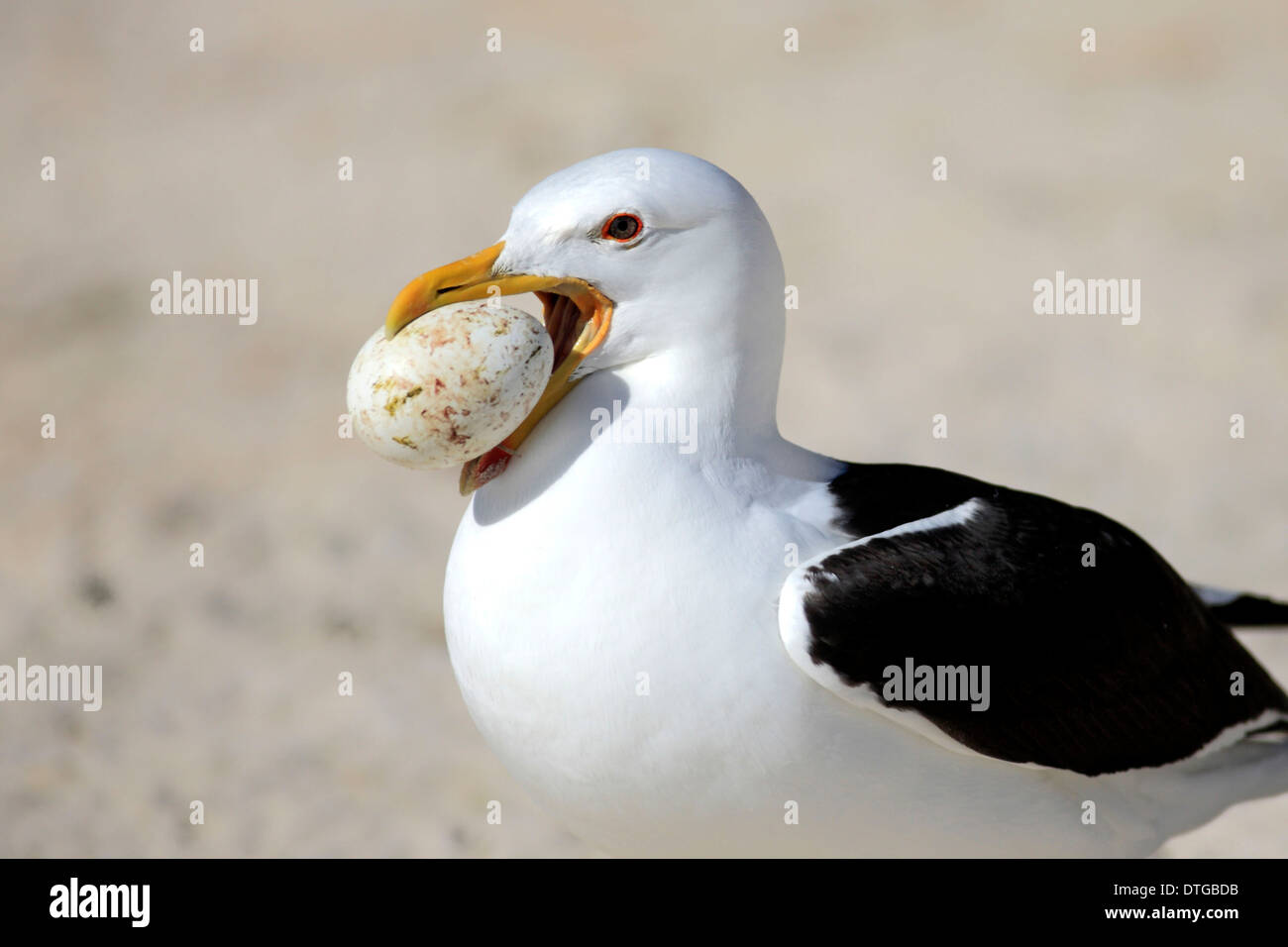 Kelp Gull mit beschlagnahmten Ei, Boulder, Simons Town, Western Cape, Südafrika / (Larus Dominicanus) Stockfoto