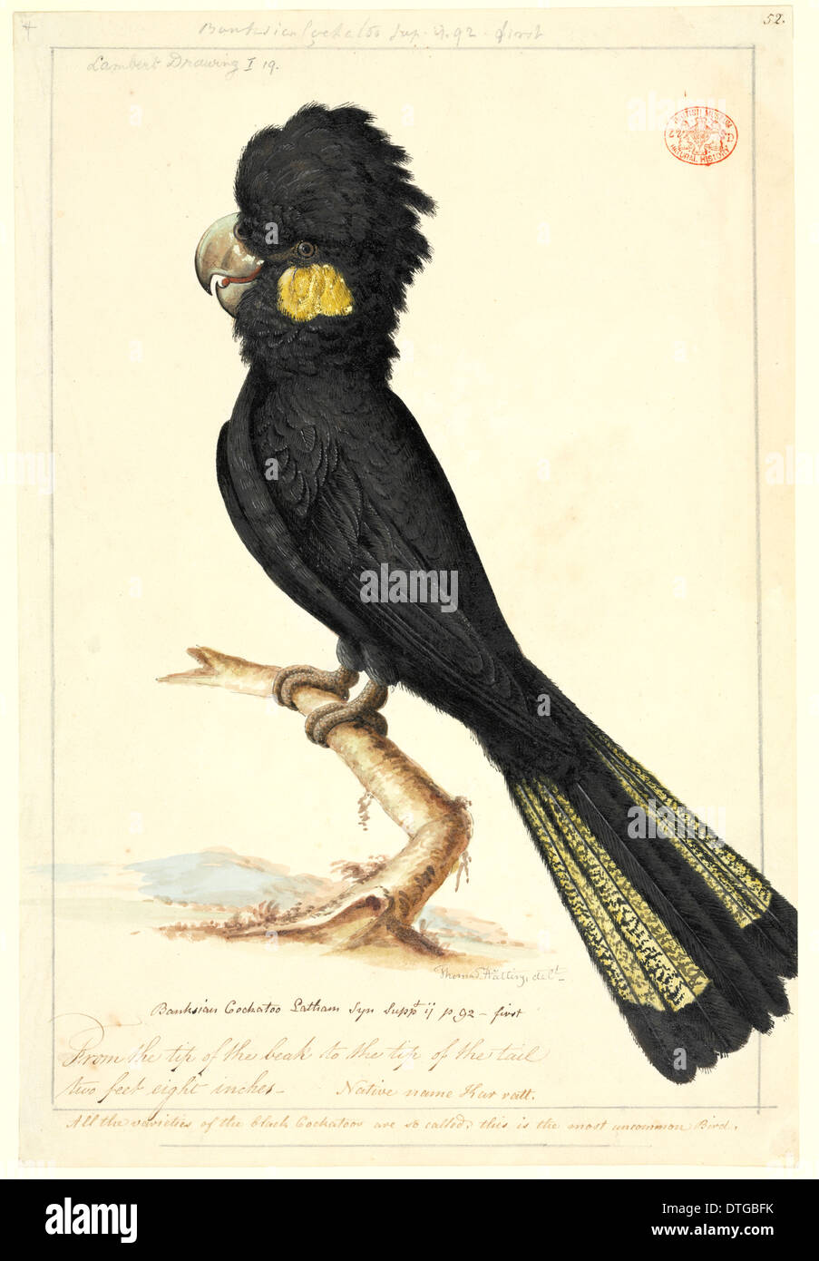 Calyptorhynchus Funereus, Yellow-tailed black cockatoo Stockfoto