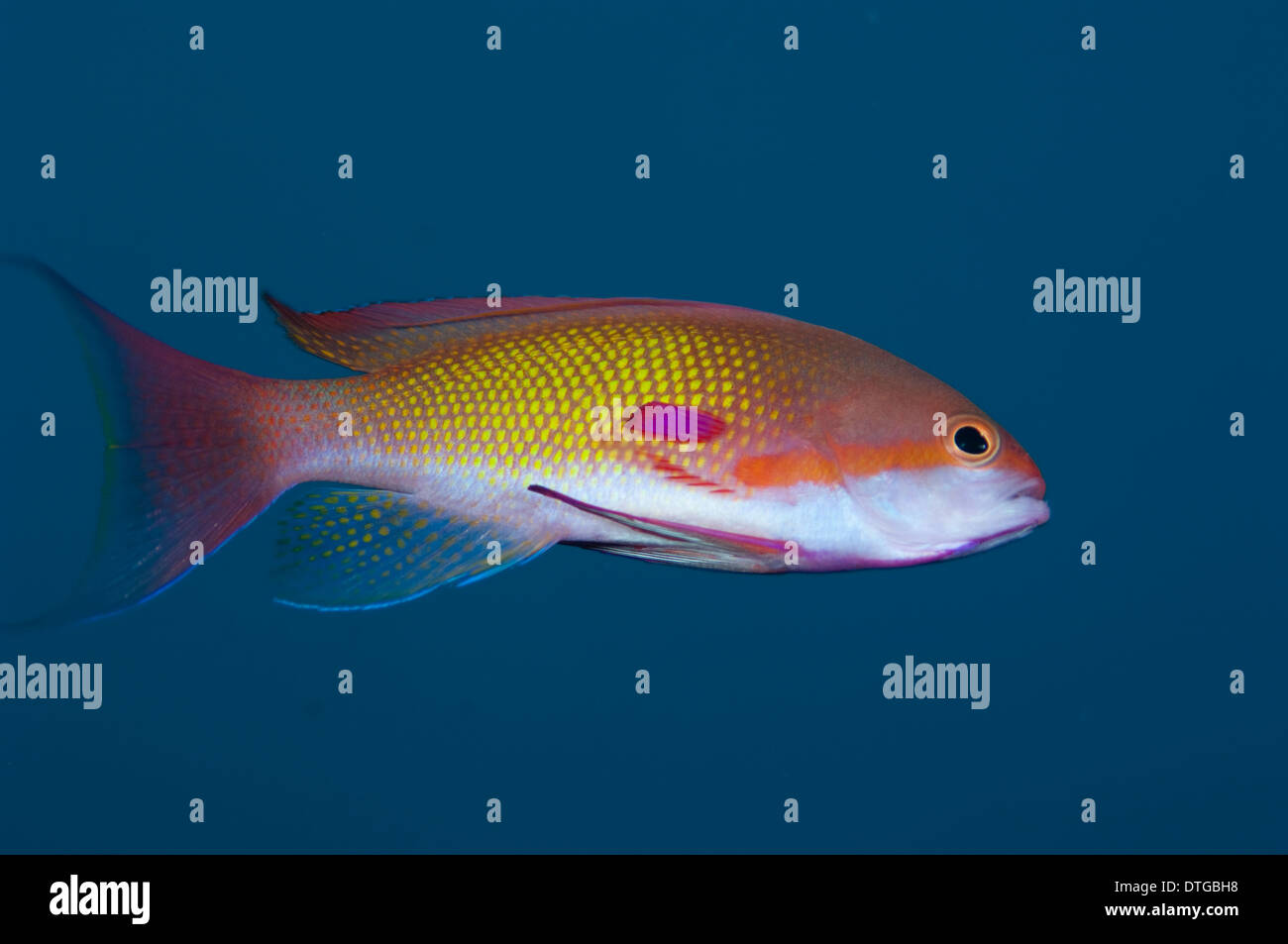 Männliche Scalefin Anthias, Pseudanthias Squamipinnis, Malediven Stockfoto