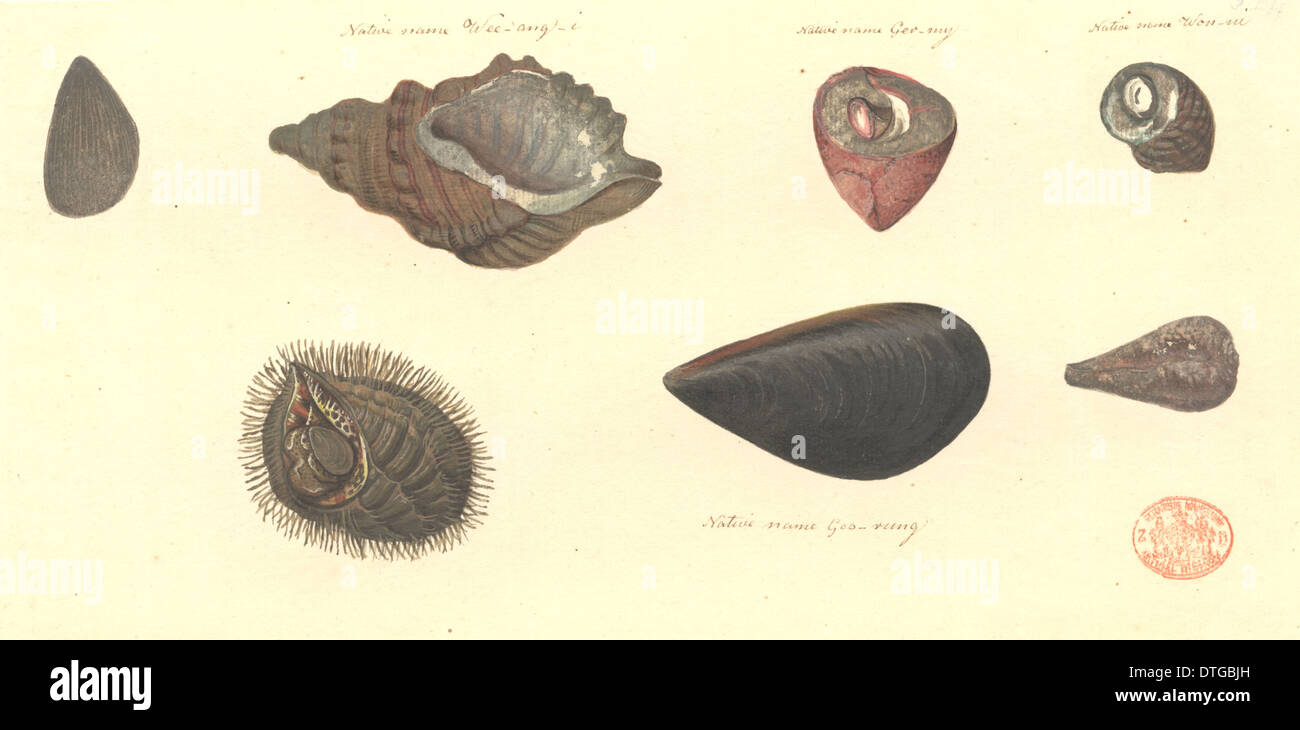 Sieben Muscheln, darunter zwei Muscheln und fünf Schnecken Stockfoto