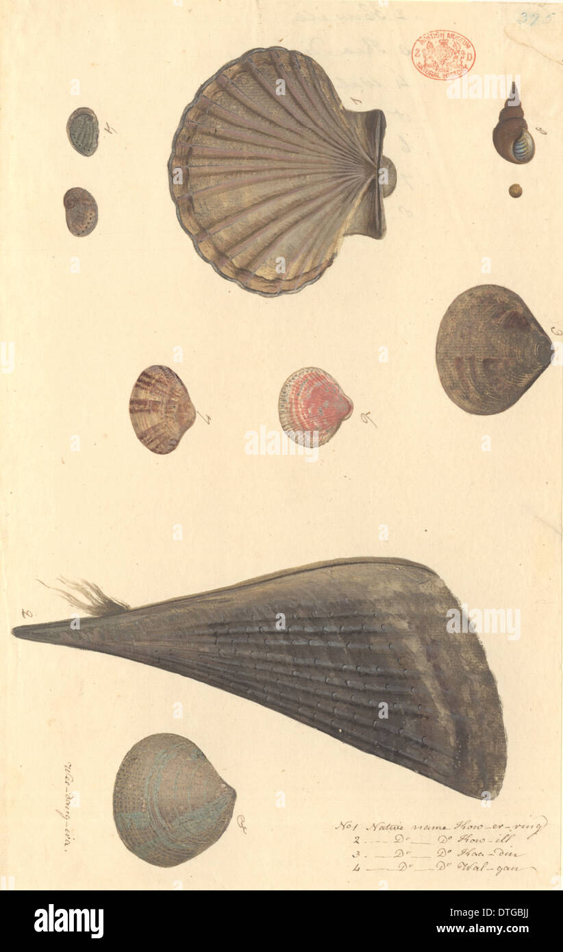 Neun Mollusken wie Muscheln und Schnecken Stockfoto