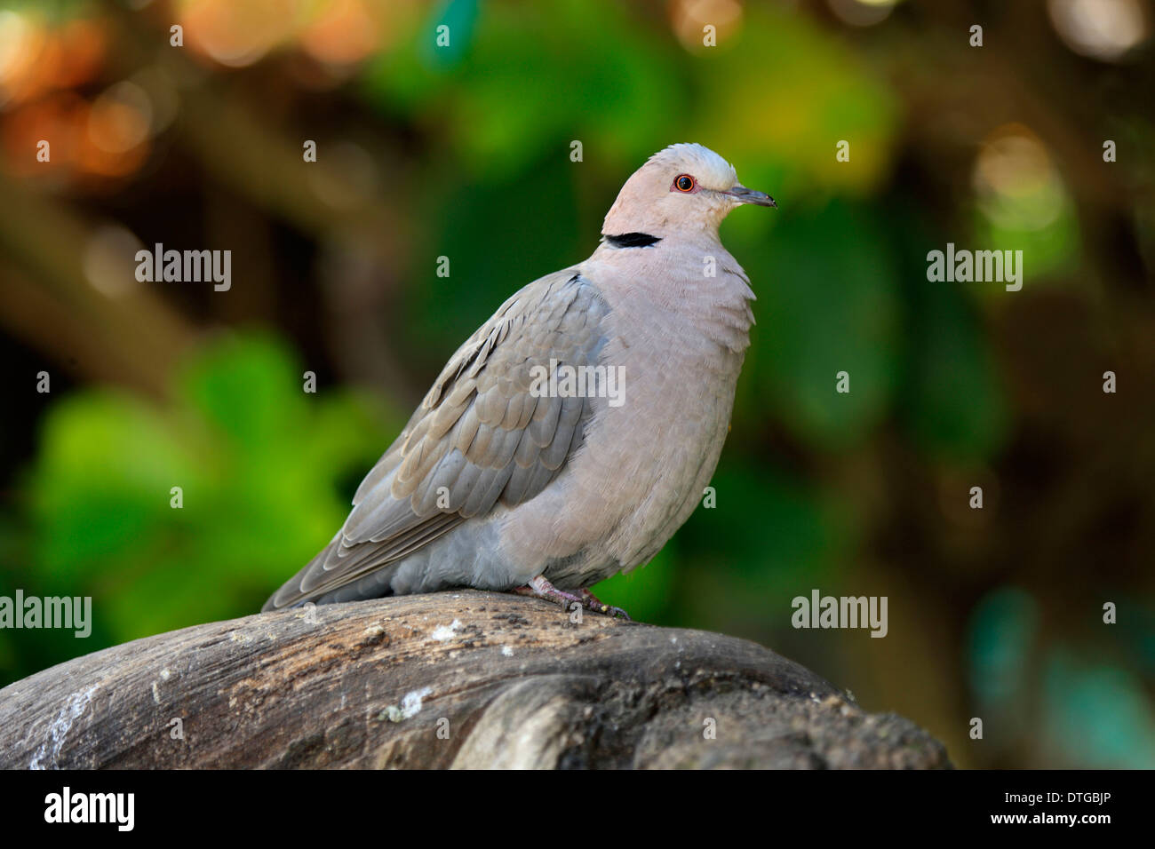 Turteltaube Kap, Südafrika / (Streptopelia Capicola) Stockfoto
