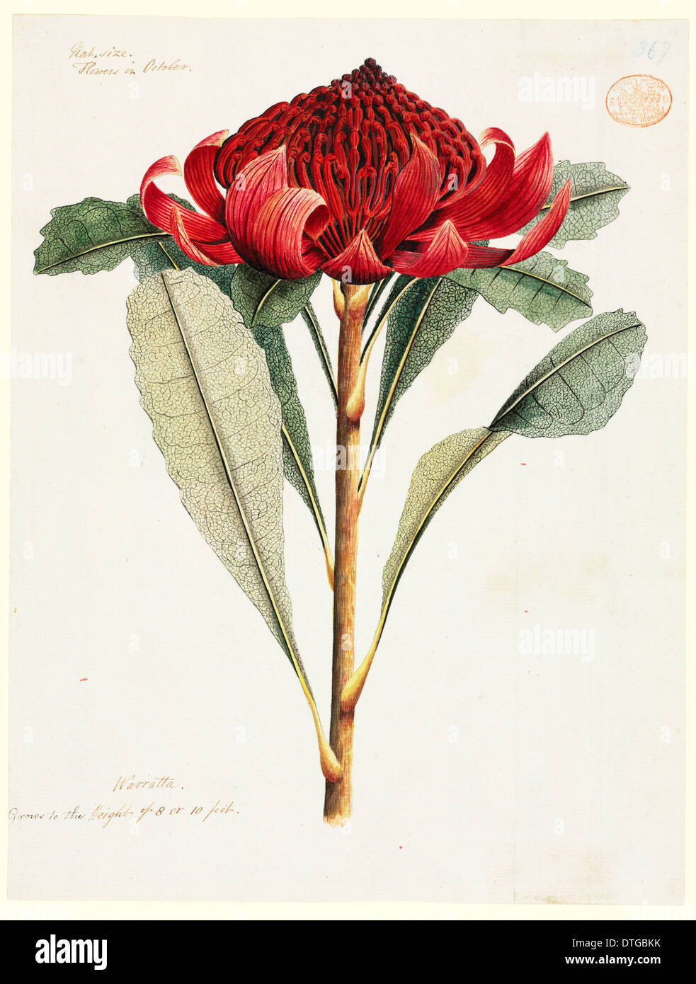 Telopea Speciosissima, waratah Stockfoto