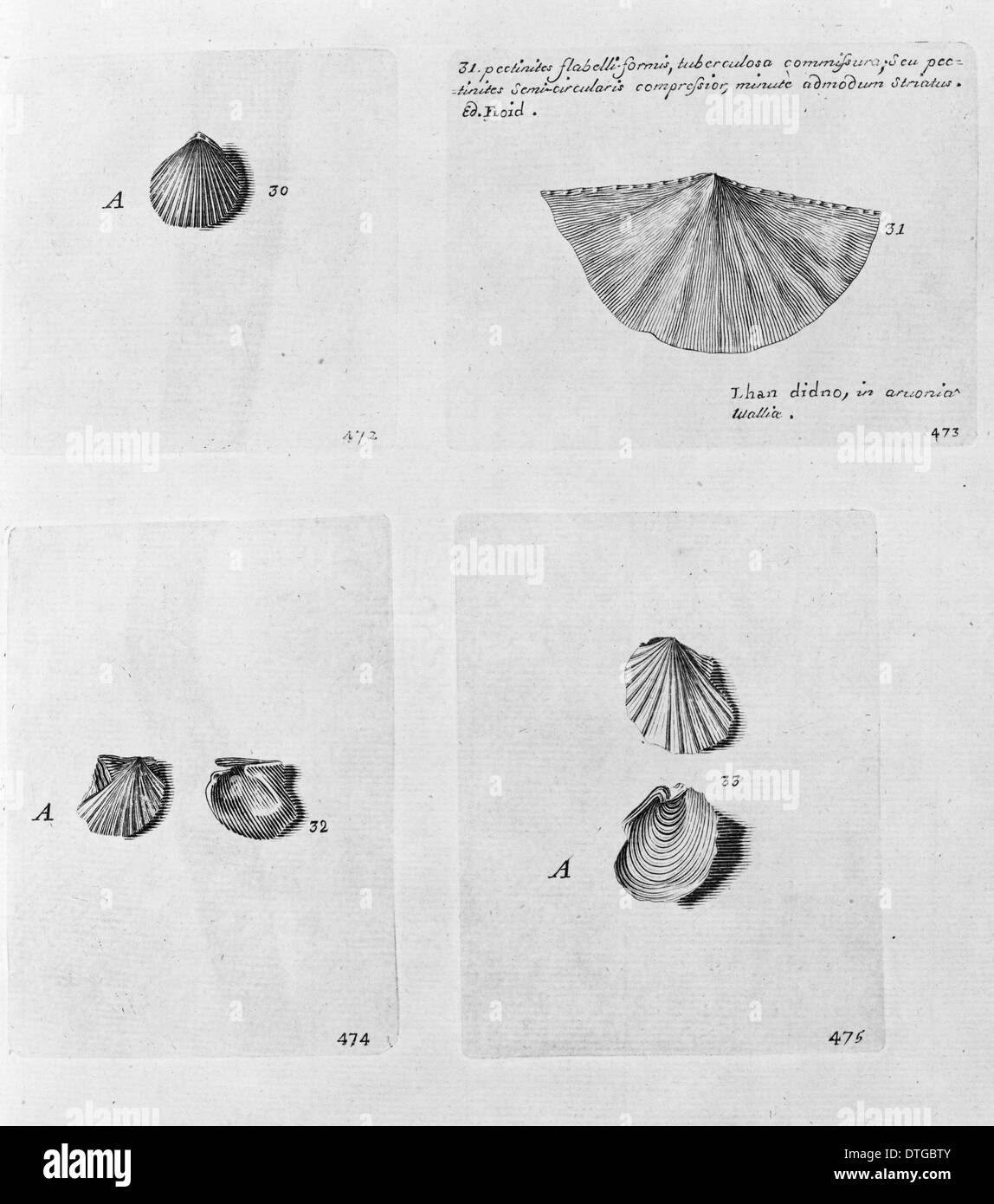 Sammlung von Muscheln Stockfoto