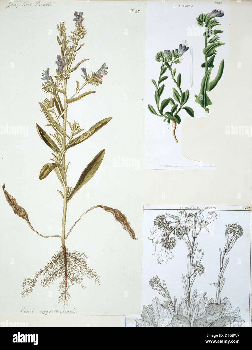 Echium Plantagineum, Heil Jane Stockfoto
