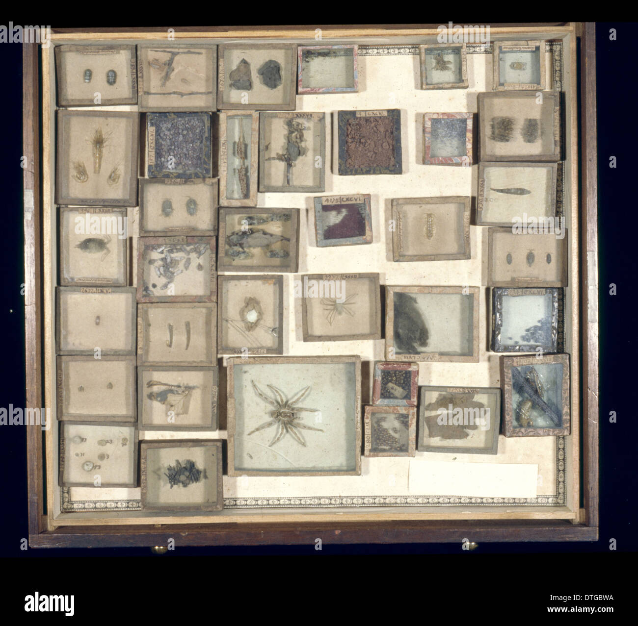 Verschiedene Käfer und Spinnentiere Stockfoto