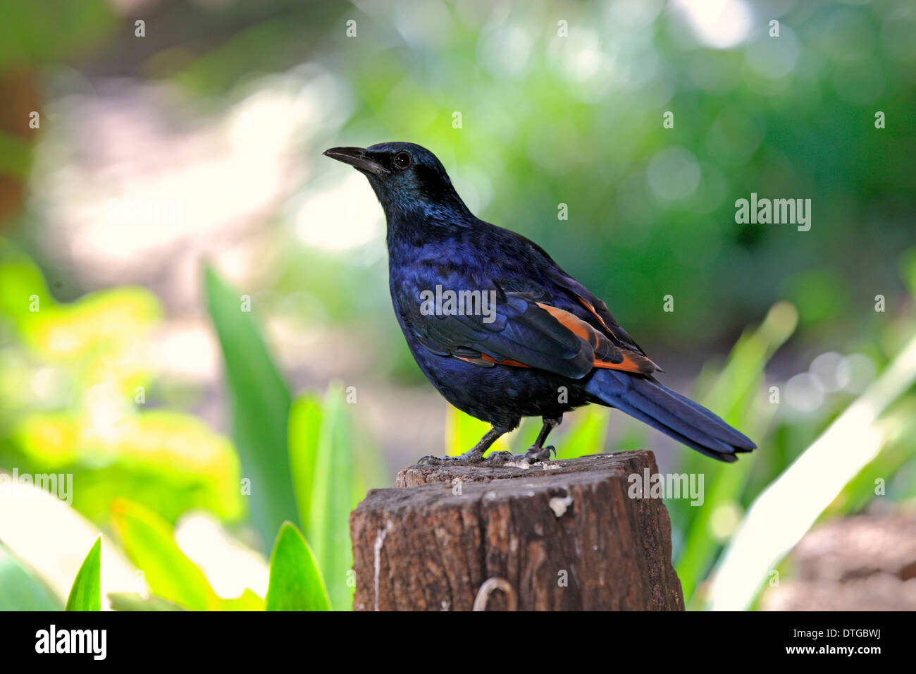 Roten Winged Starling, Südafrika / (Onychognathus Morio) Stockfoto