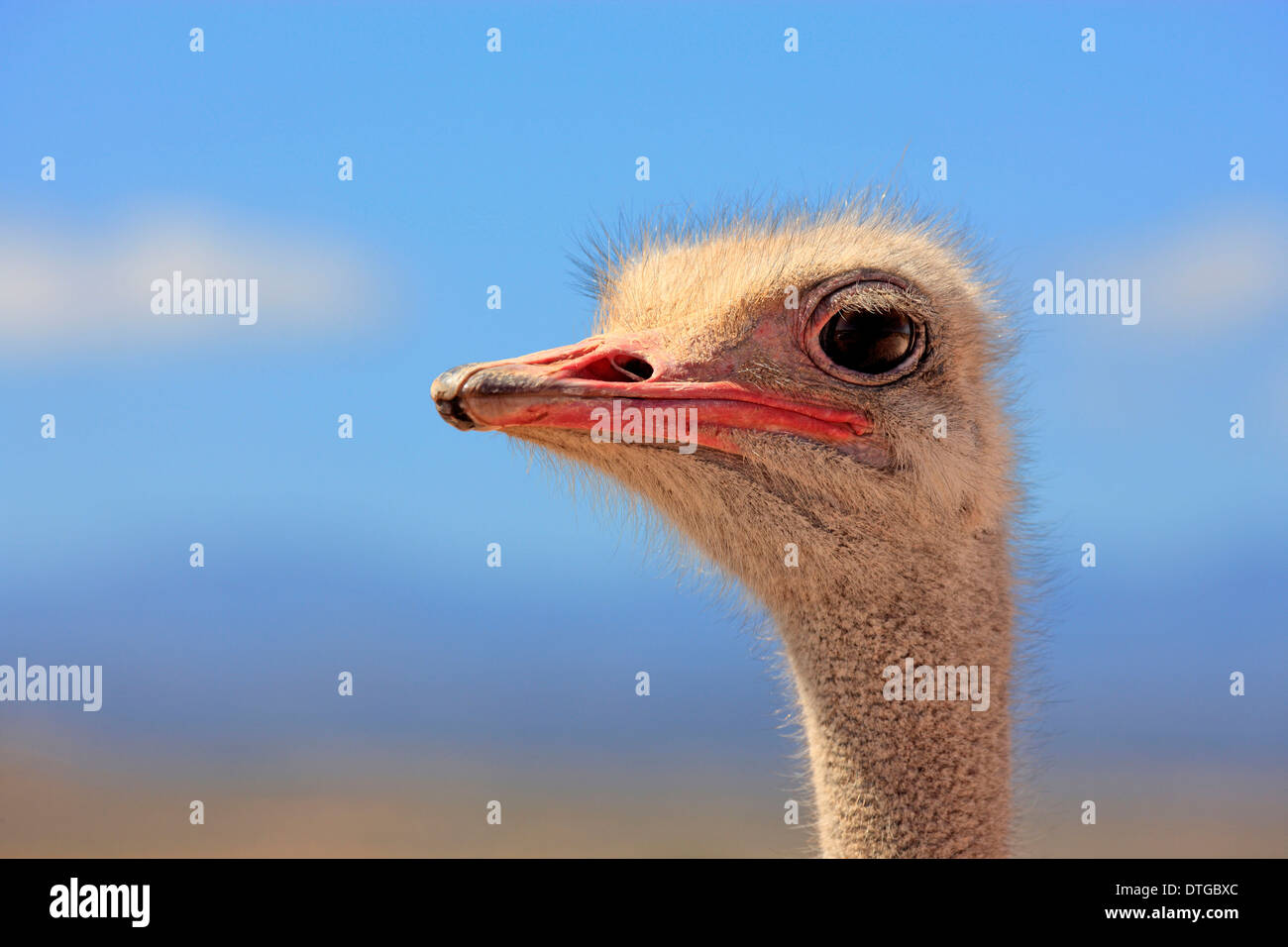 Südafrikanischen Strauß, Männlich, Oudtshoorn, Klein Karoo, Südafrika / (Struthio Camelus Australis) Stockfoto