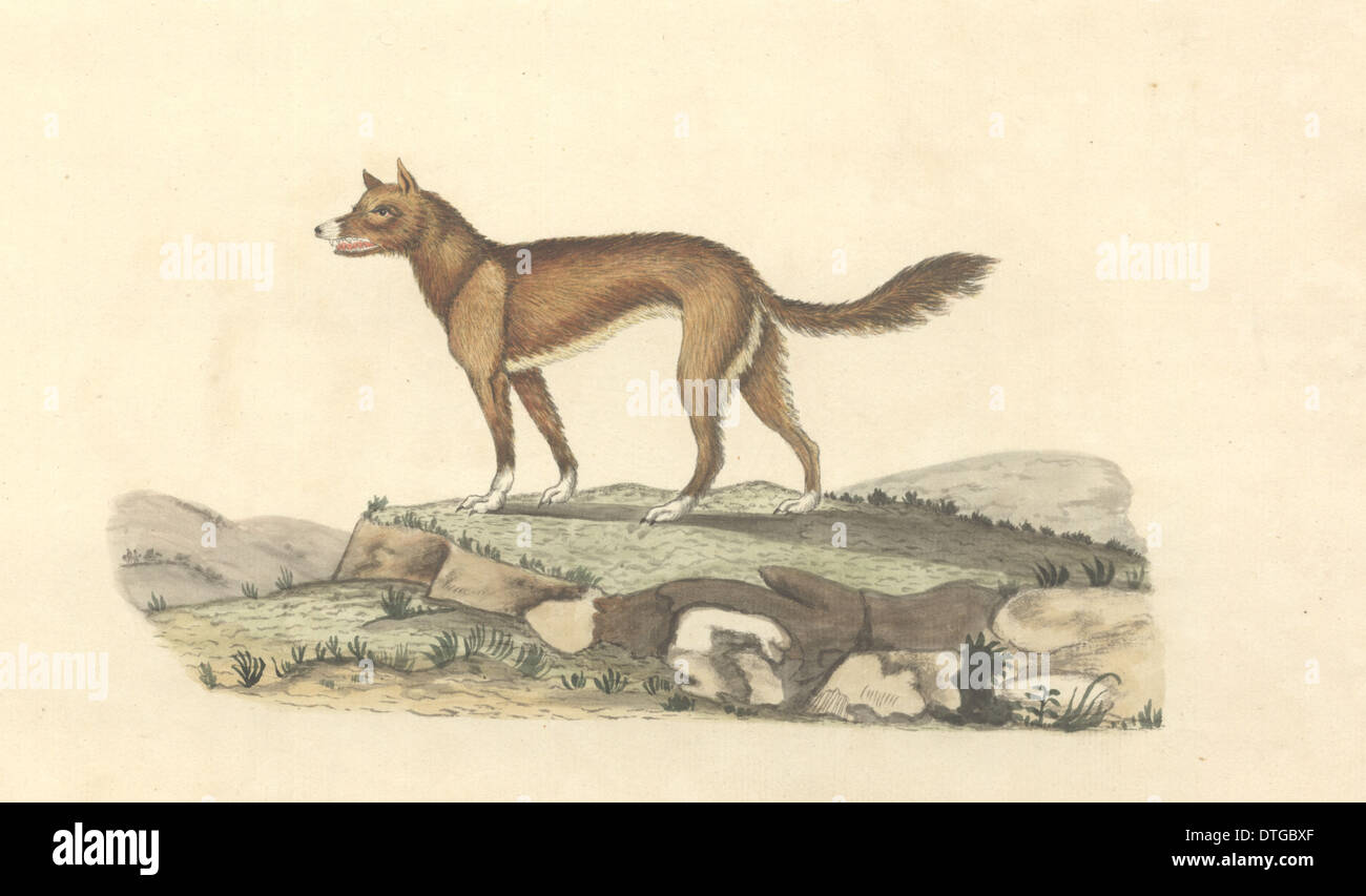 Canis Lupus Dingo, Dingo Stockfoto