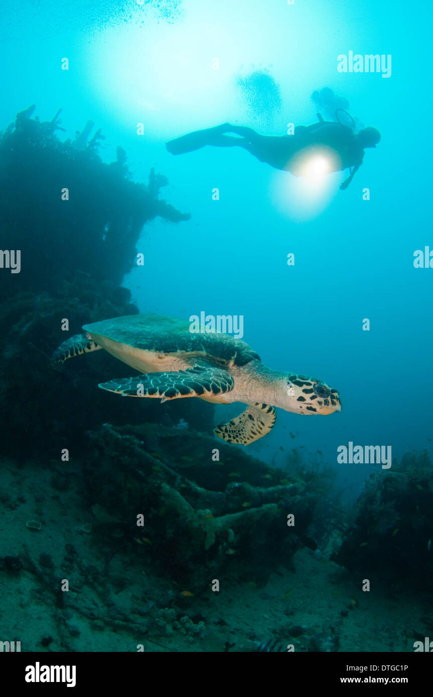 Eine vom Aussterben bedrohte Hawkbill Turtle, Eretmochelys Imbricata, Schwimmen über ein Wrack auf den Malediven. Stockfoto