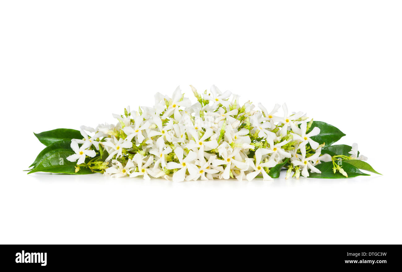 Schöne Jasmin Blüten isoliert auf weißem Hintergrund Stockfoto