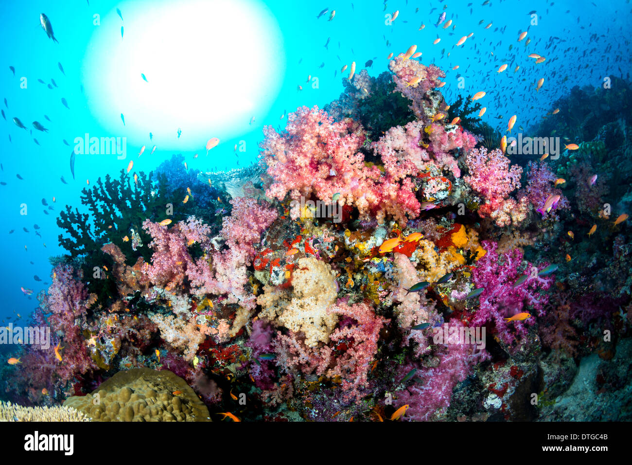 Schöne tropische Unterwasser Korallen auf einem Riff umgeben von reinigen, blaues Wasser mit der Sonne Stockfoto