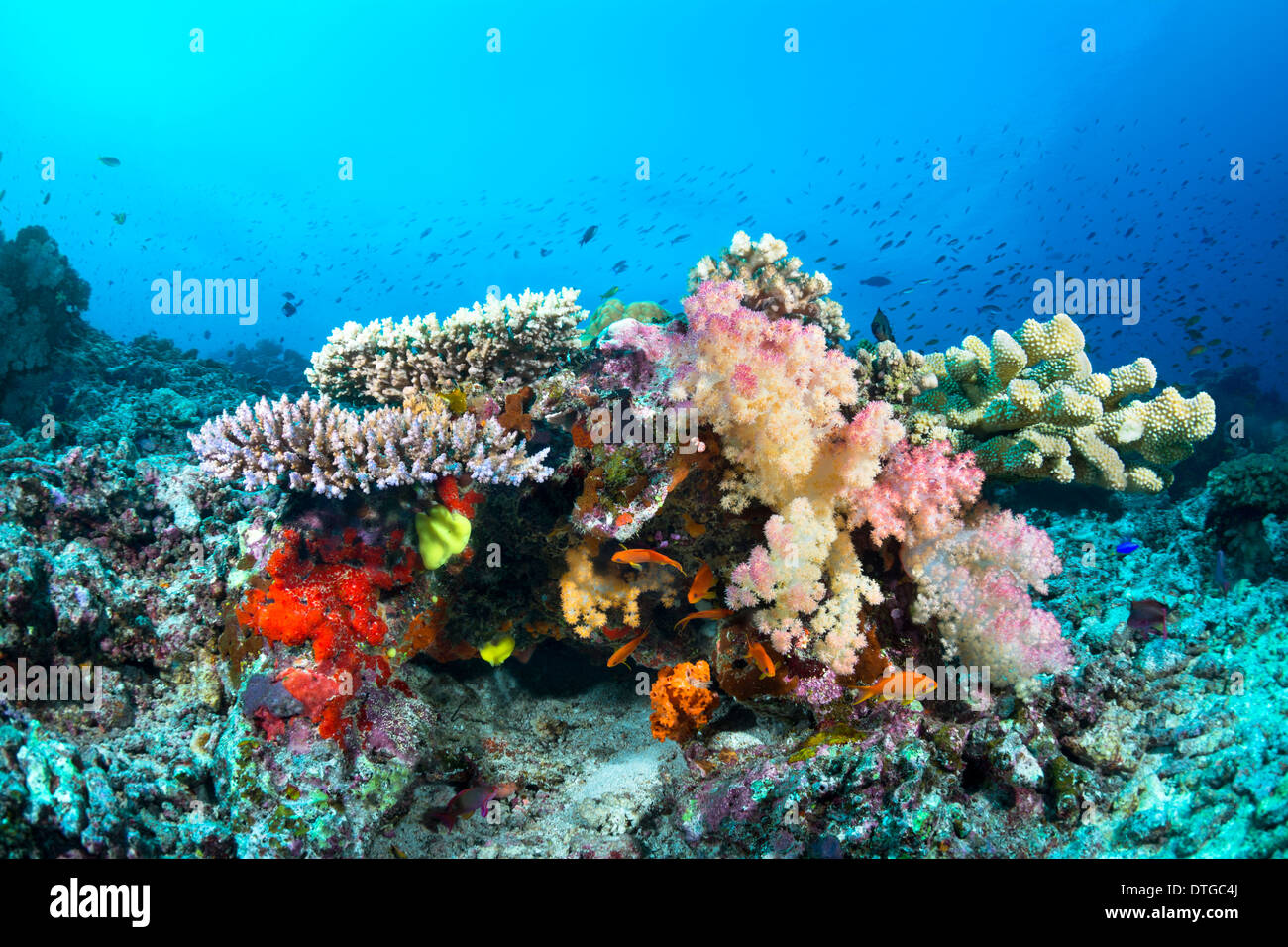 Schöne tropische Unterwasser Korallen und Schwämme an einem Riff umgeben von blauem Wasser und Fisch. Stockfoto