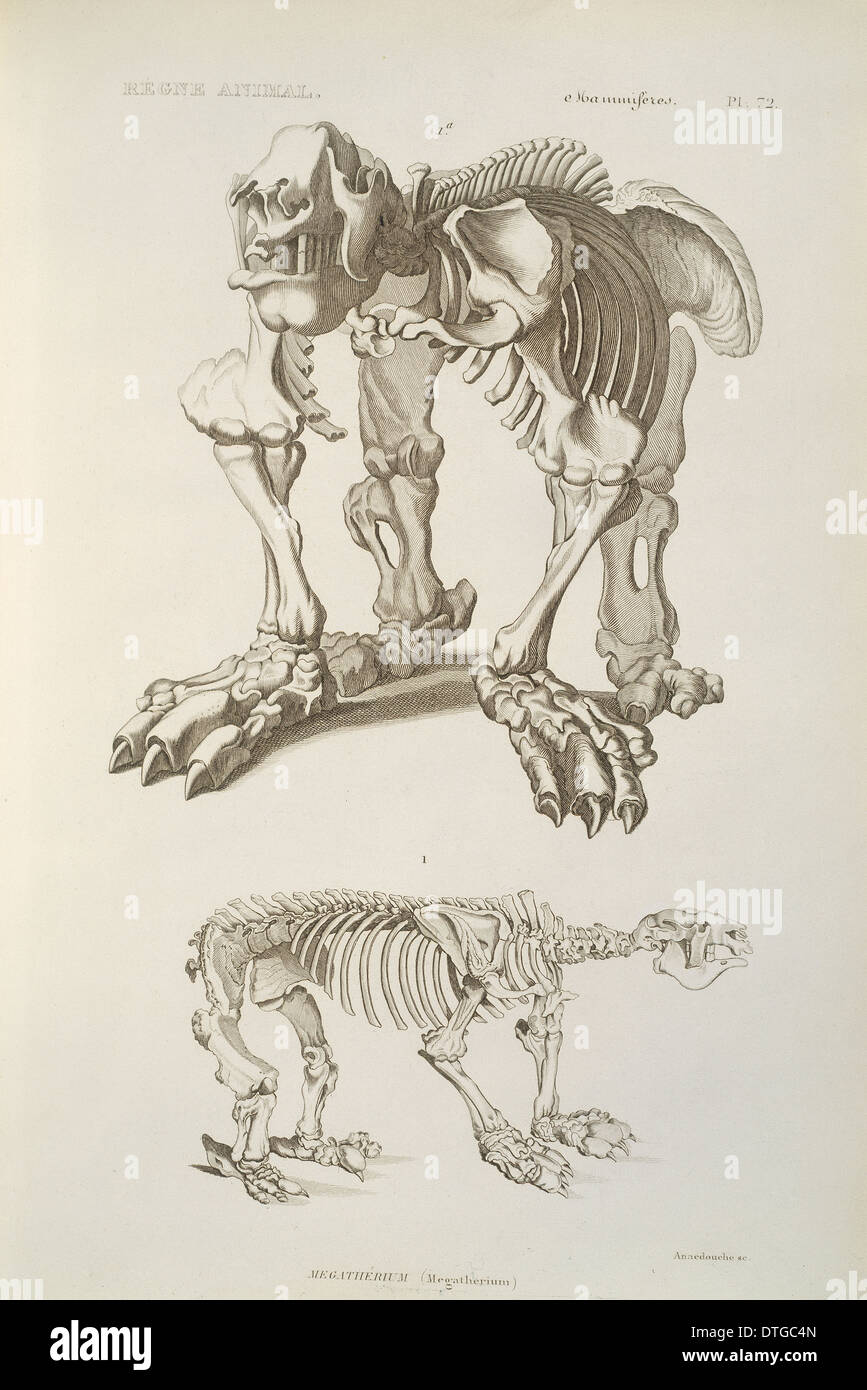 Megatherium Skelett Stockfoto