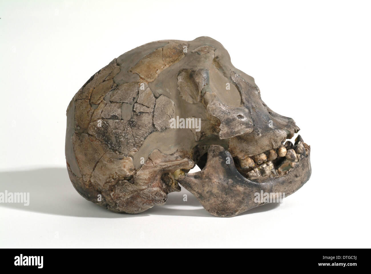 Homo Erectus (oder Homo Ergaster), Turkana Boy (KNM-WT 15000) Stockfoto