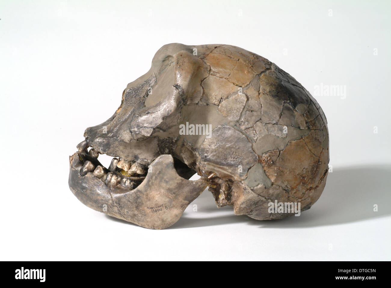 Homo Erectus (oder Homo Ergaster), Turkana Boy (KNM-WT 15000) Stockfoto