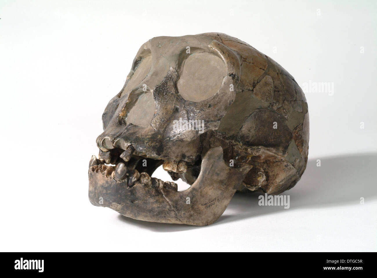 Homo Erectus (oder Homo Ergaster), Turkana Boy (KNM-WT 15000) Stockfoto