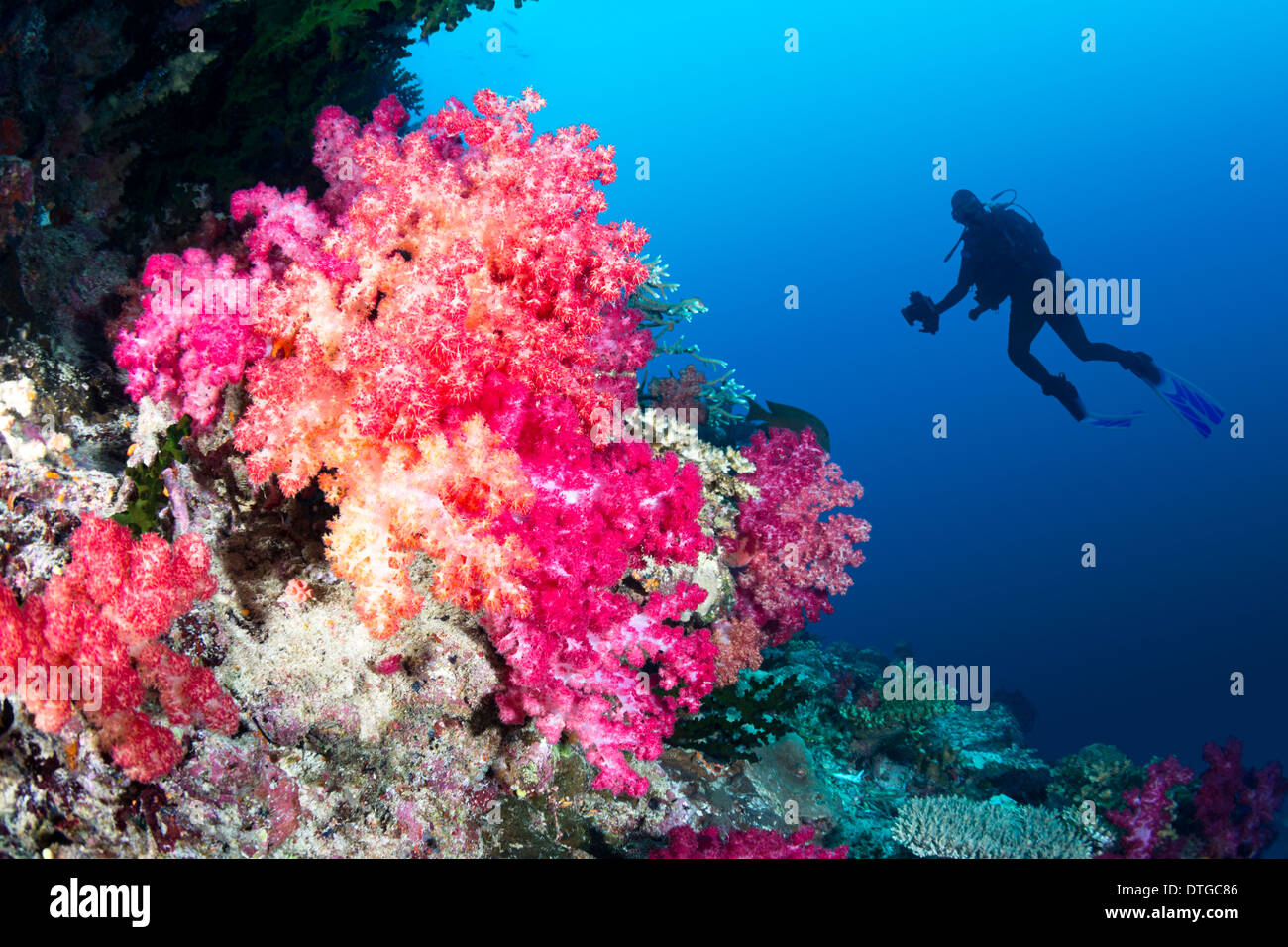 Taucher schwimmt durch einen wunderschönen tropischen Riff voller pulsierenden Weichkorallen in lila und orange. Stockfoto