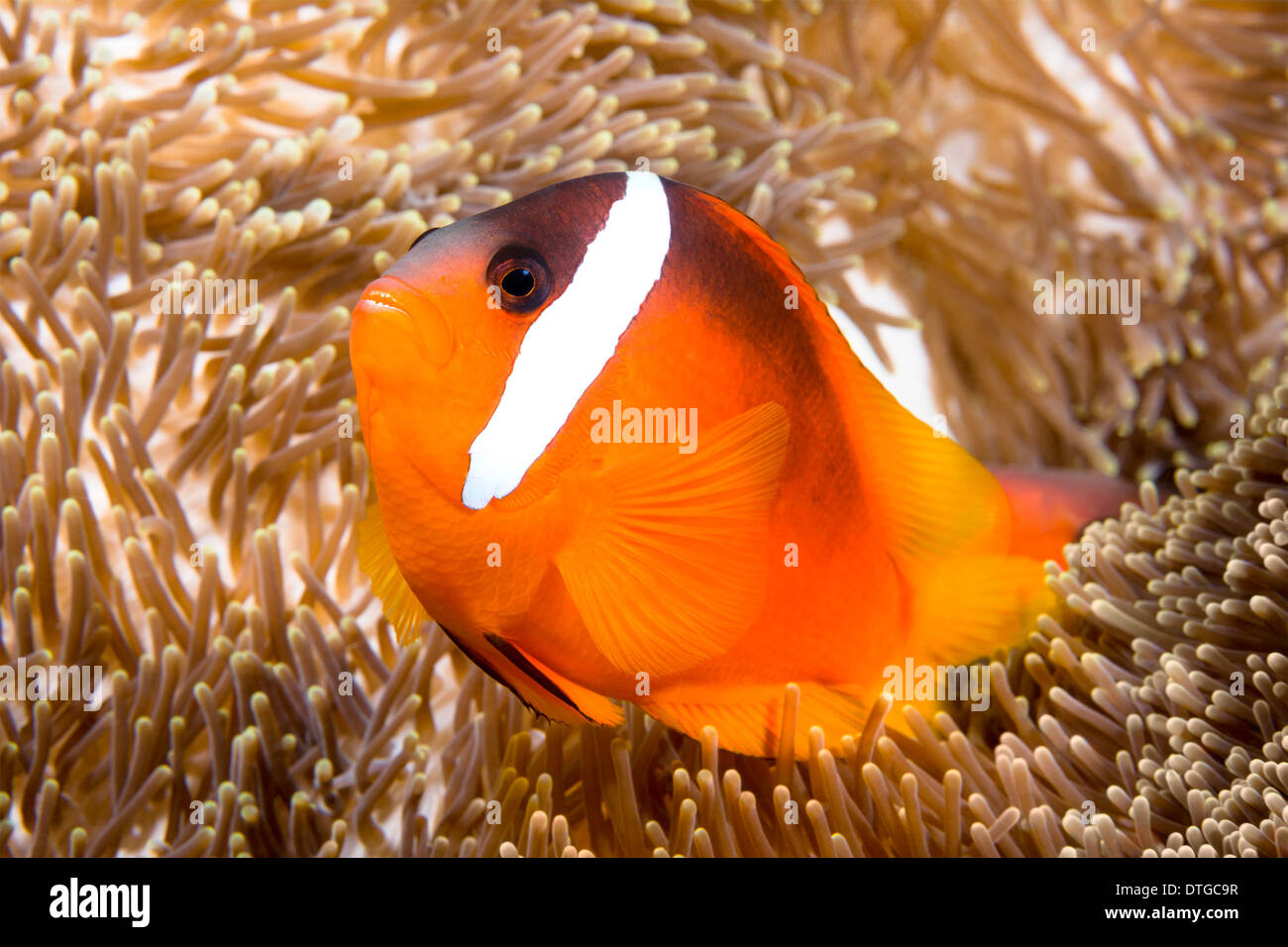 Ein helles orange Clownfisch schwimmt herum die Tentakel eine riesige Anemone,, die es, als seine Heimat verwendet. Stockfoto