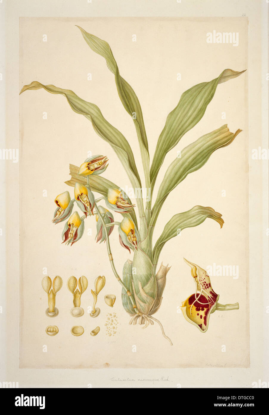 Catasetum Macrocarpum, Monkshead Orchidee Stockfoto