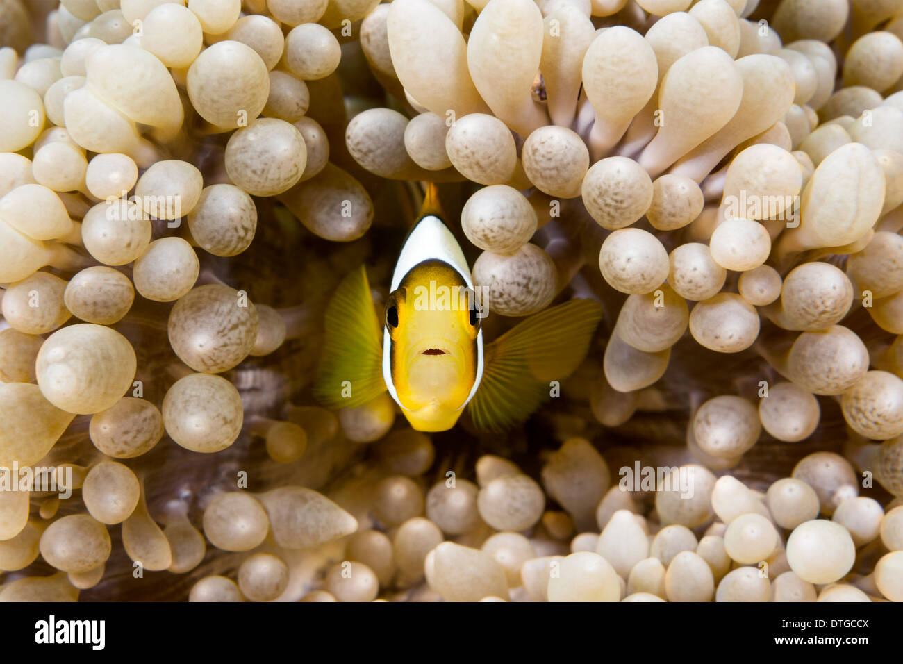 Einen kleinen, gelben tropischen Clownfisch schwimmt in den schützenden Tentakeln eine Host-anemone Stockfoto
