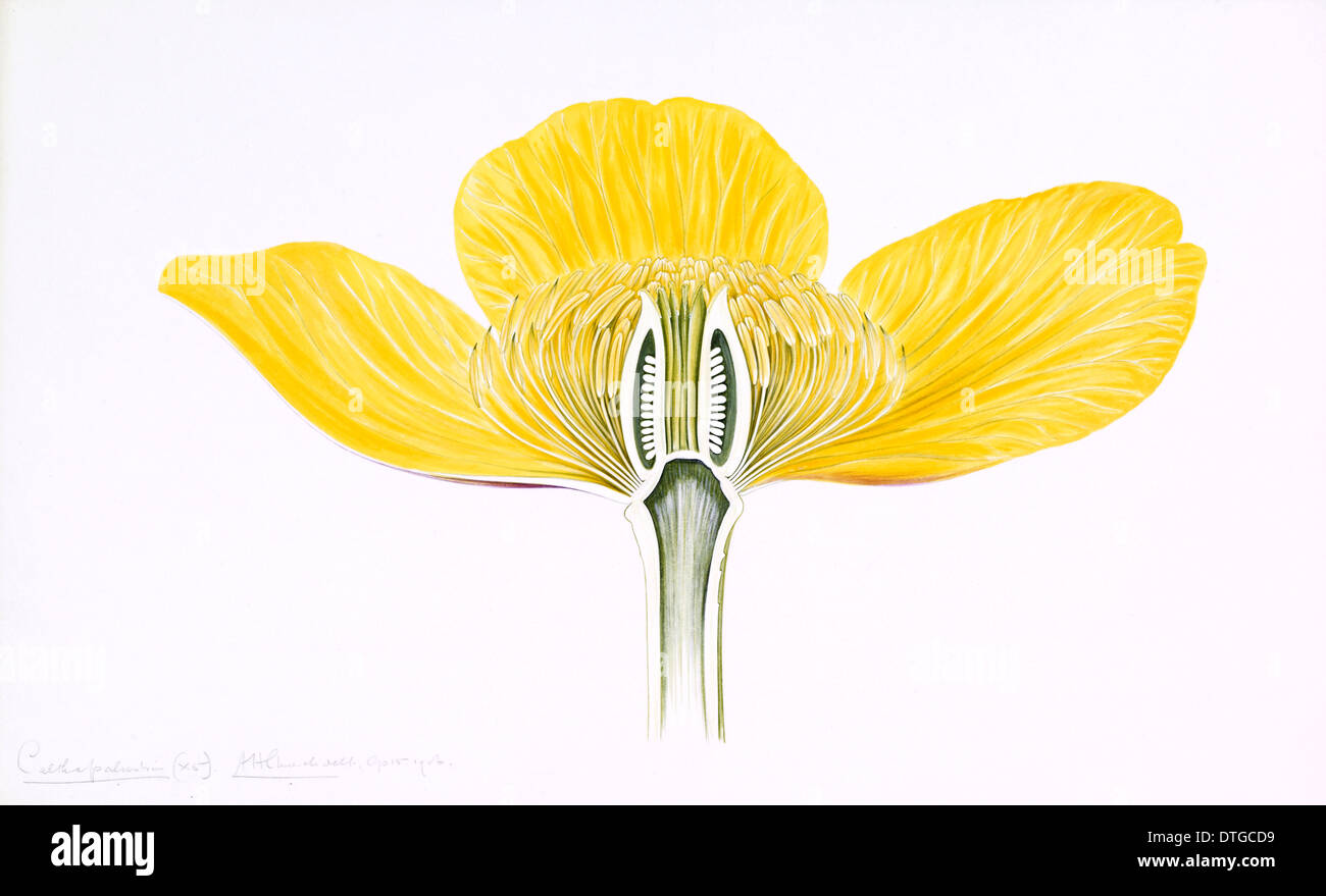 Caltha Palustris, gelbe Marsh marigold Stockfoto