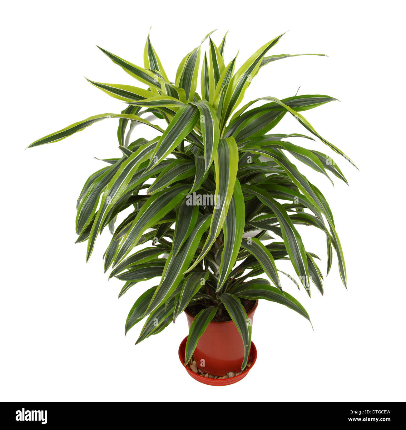 Chlorophytum - immergrüne mehrjährige blühende Pflanzen in der Familie Asparagaceae. Stockfoto