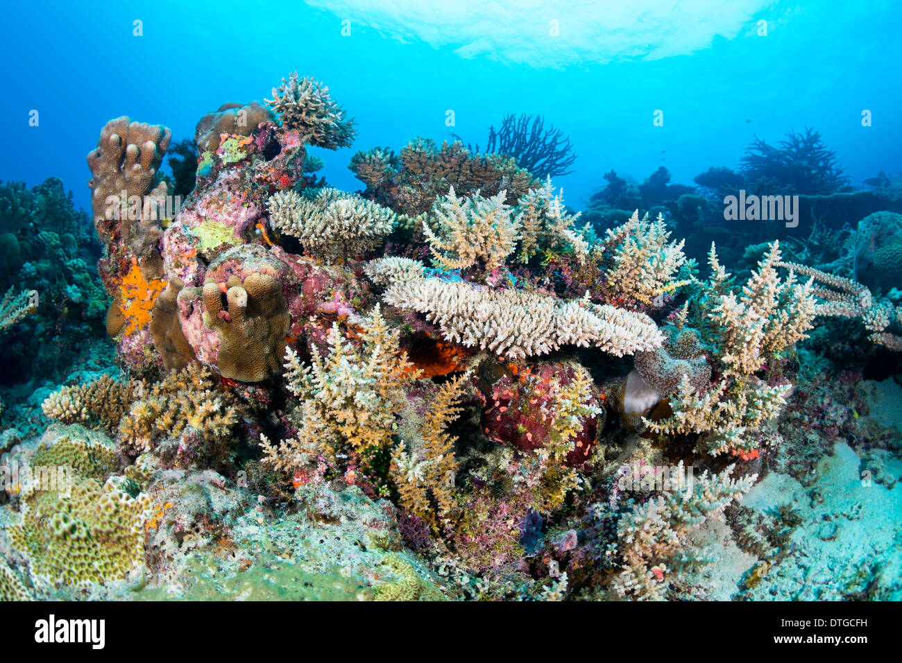 Eine gesunde tropische Korallenriff hosting Tischplatte und Hirschhorn Korallen und encrusting, bunte Schwämme mit klarem, blauem Wasser. Stockfoto
