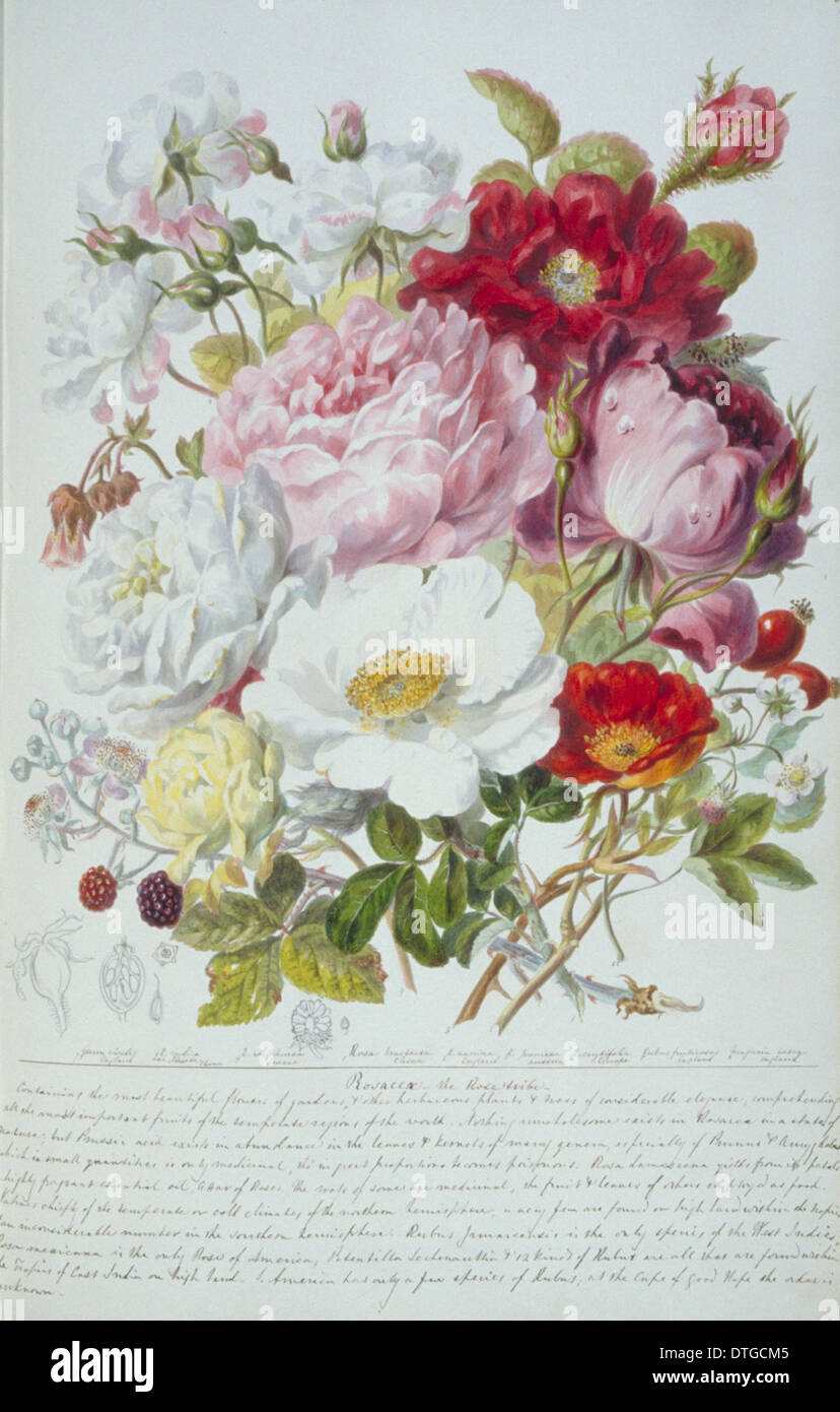 Rosa SP., rose Stockfoto
