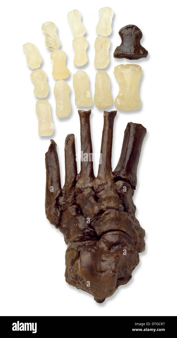 Australopithecus und Homo Habilis Fuß (OH8) Besetzung Stockfoto