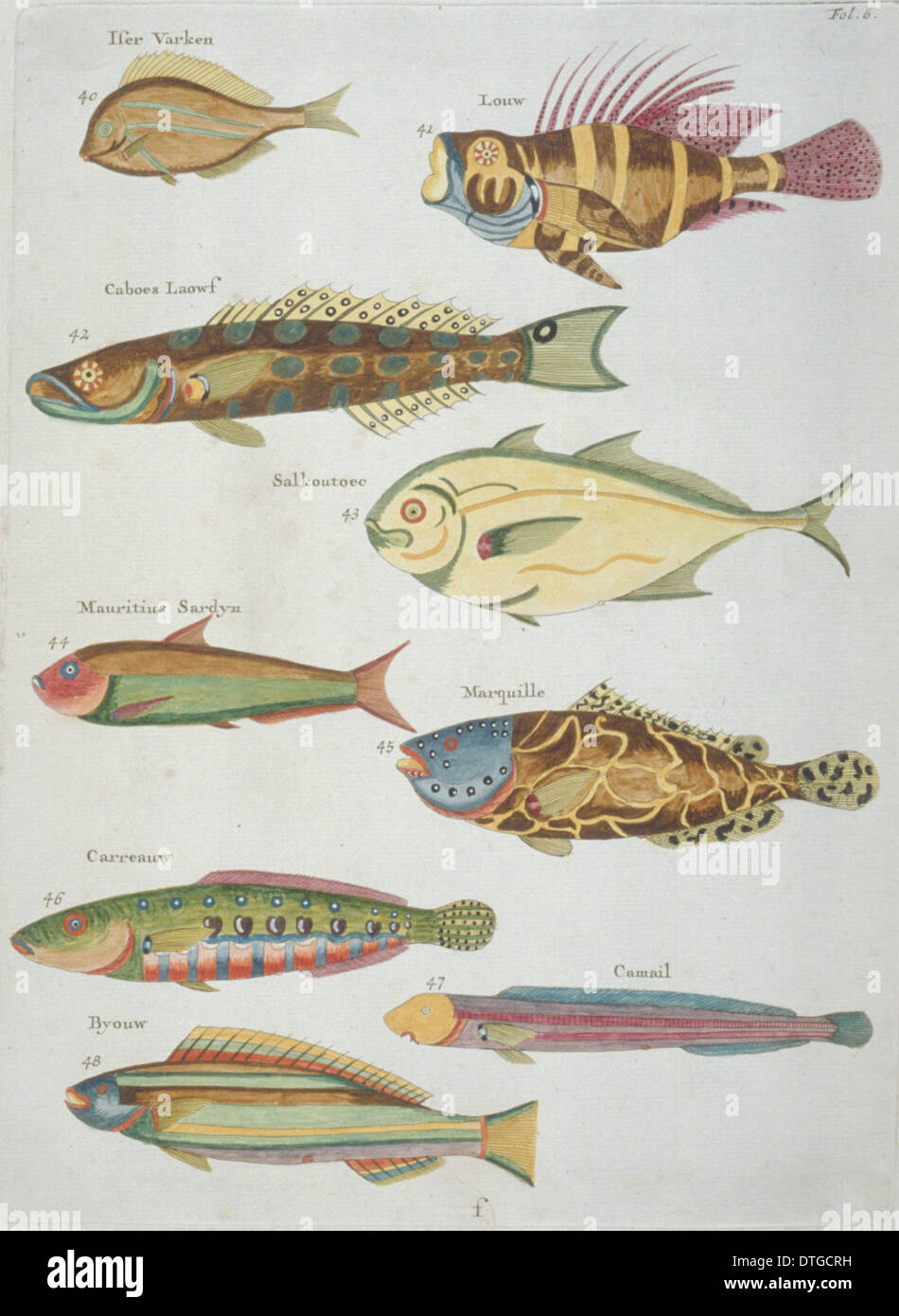 Farbige Darstellung der neun Fische Stockfoto