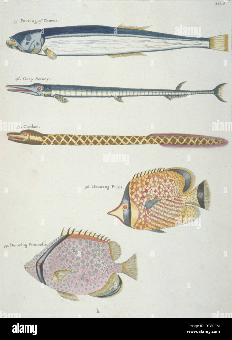 Farbige Darstellung der vier Fische und ein Aal Stockfoto