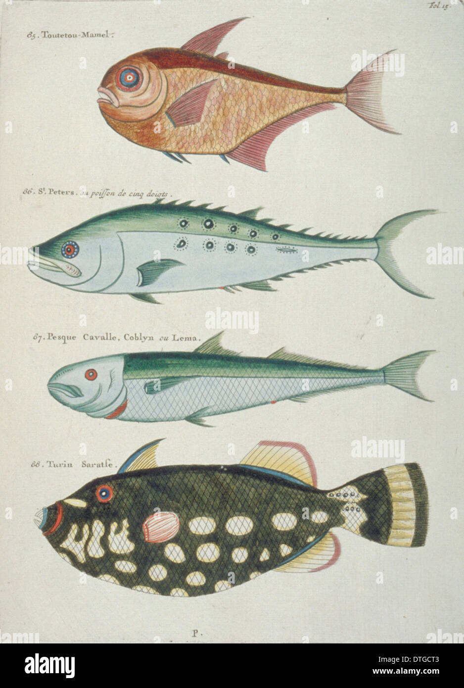 Farbige Darstellung der vier Fische Stockfoto