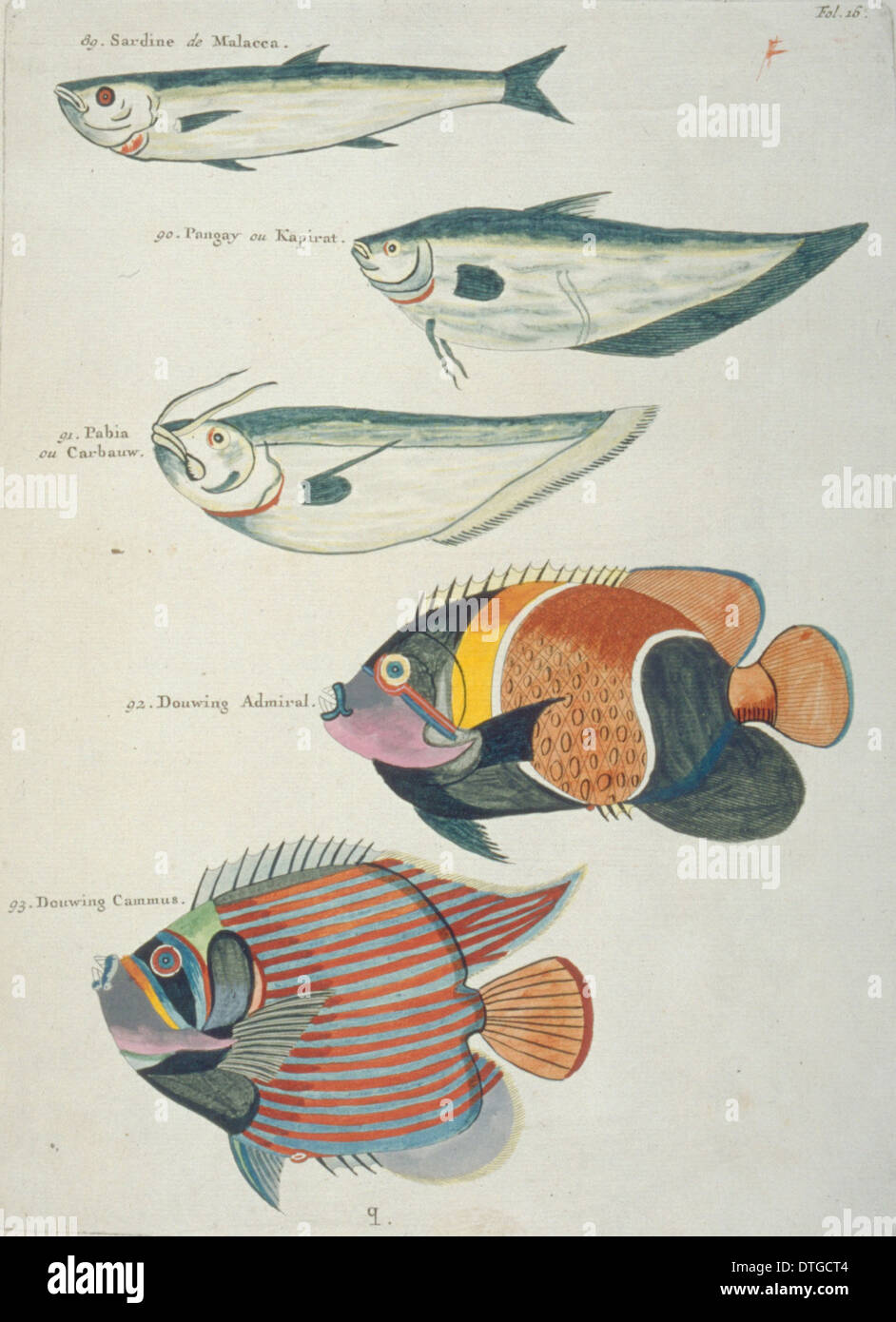 Farbige Darstellung der fünf Fische Stockfoto