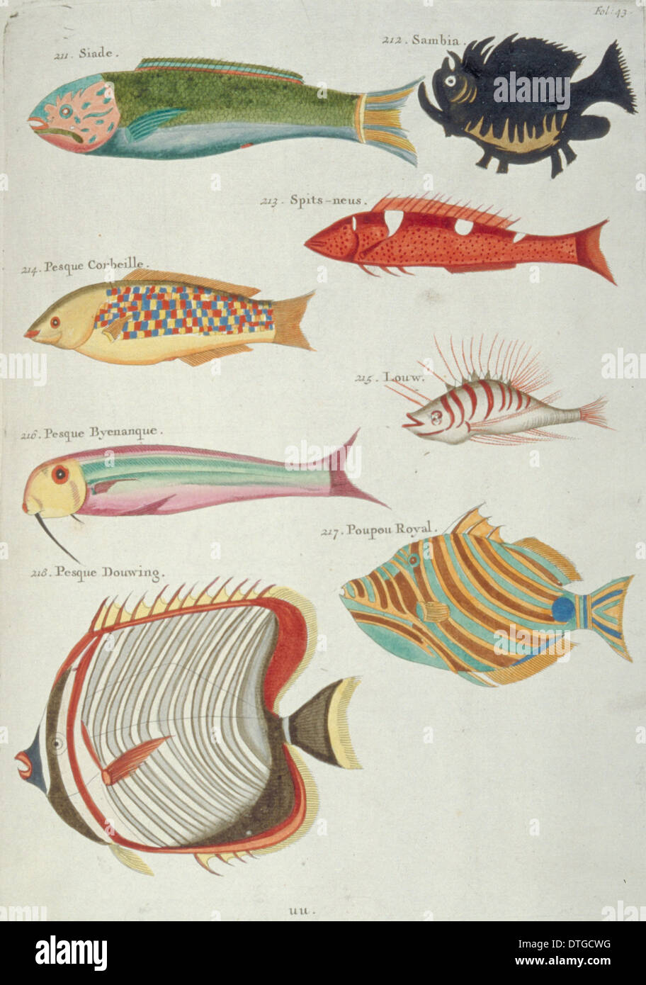 Farbige Darstellung der acht Fische Stockfoto