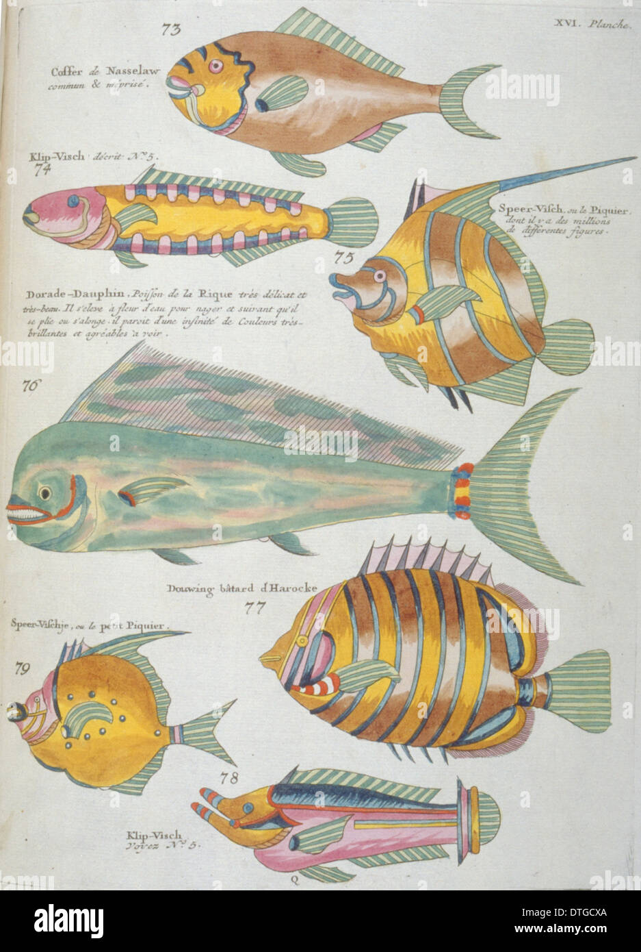 Farbige Darstellung der sieben Fische Stockfoto