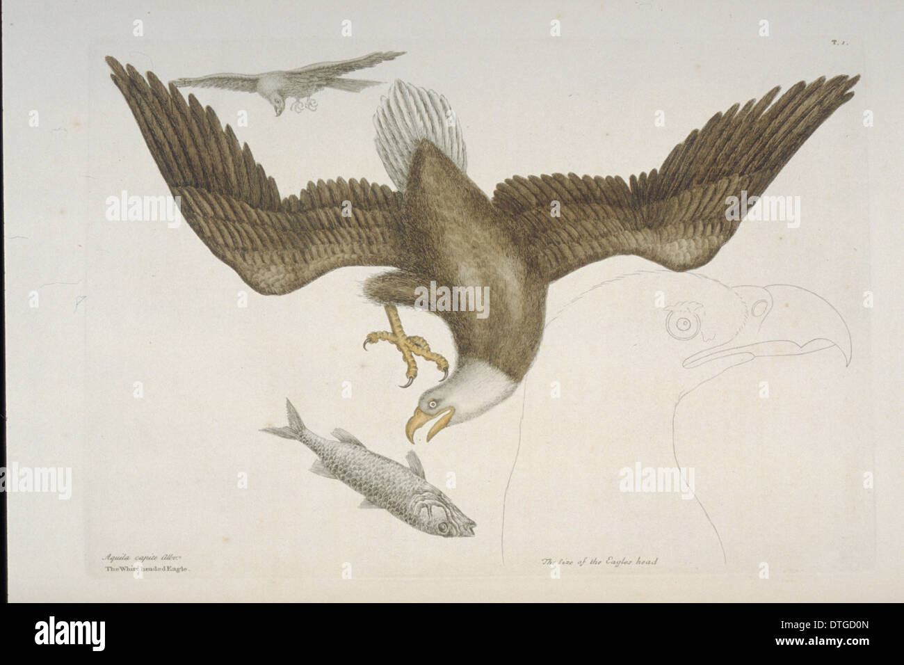 Haliaeetus Leucocephalus, Weißkopf-Seeadler Stockfoto