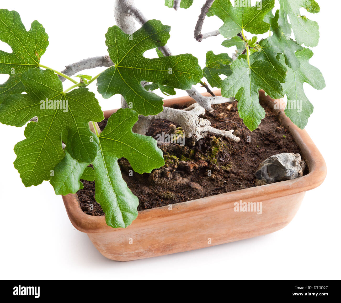 Bonsai Feigenbaum im Studio auf weißem Hintergrund fotografiert Stockfoto