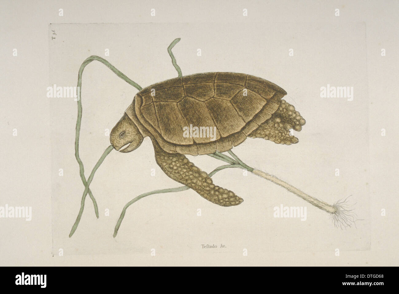 Chelonia Mydas, grüne Schildkröte Stockfoto