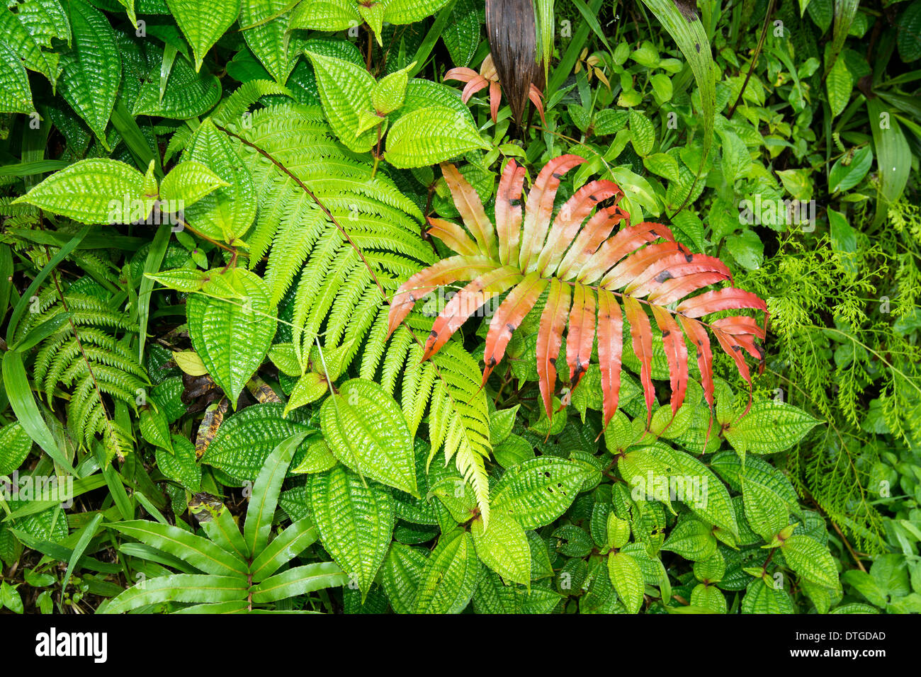 Ein endemischer wächst rote Farn u. Farne und Laub in den Tropen von Fidschi. Stockfoto
