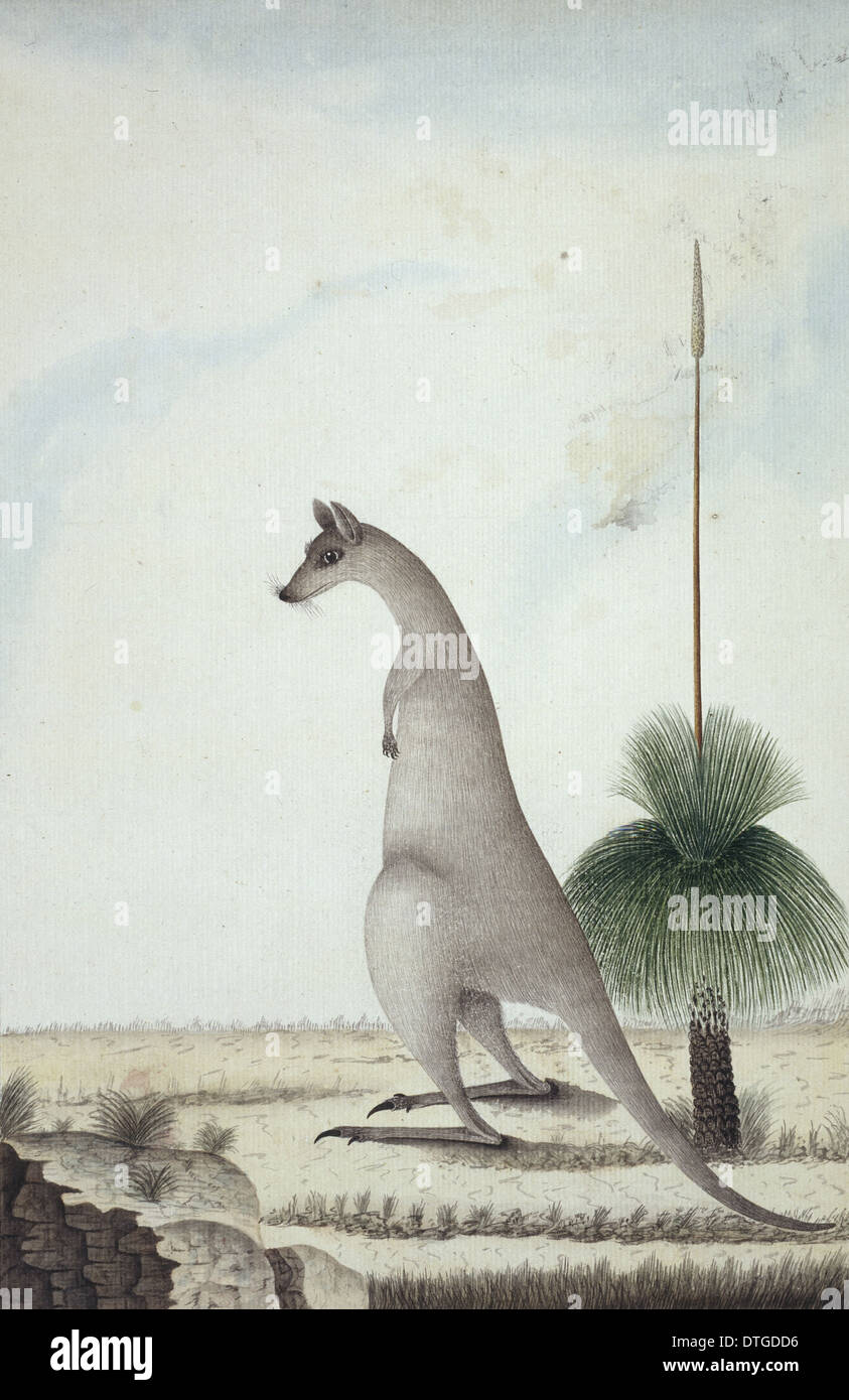Macropus Giganteus, östliche graue Känguru und Xanthorrhoea SP., grasstree Stockfoto